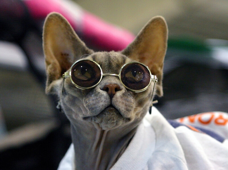 Hairless Cat Wearing Glasses