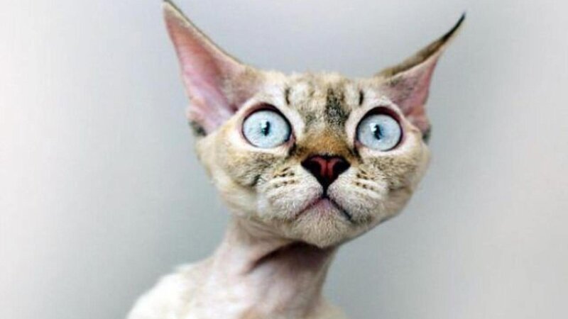 Hairless Cat with Blue Eyes