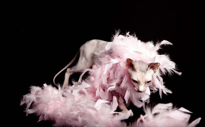 Hairless Cat with Feathers