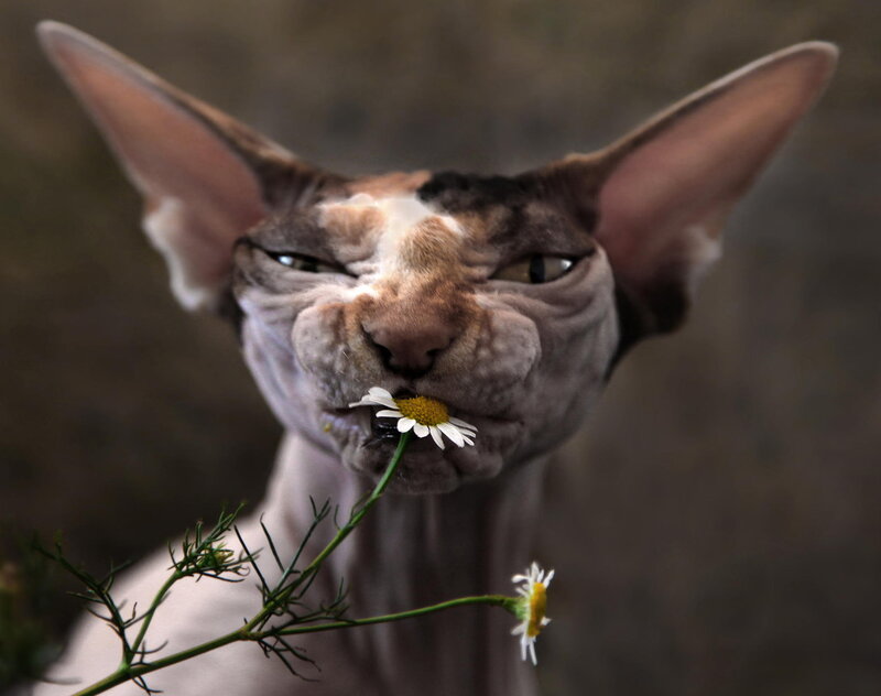 Hairless Cat with Flower