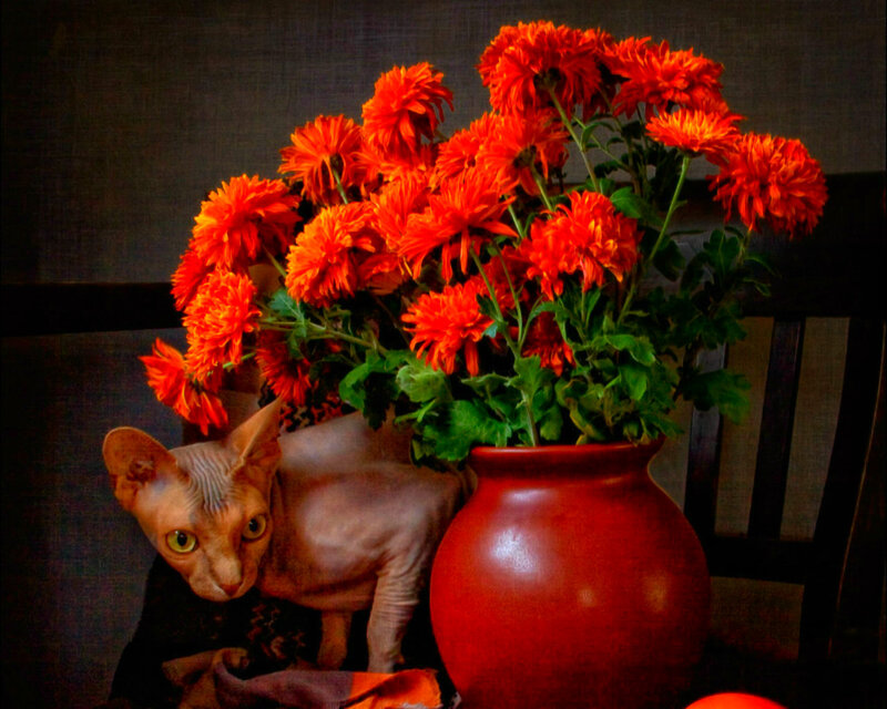 Hairless Cat with Flowers