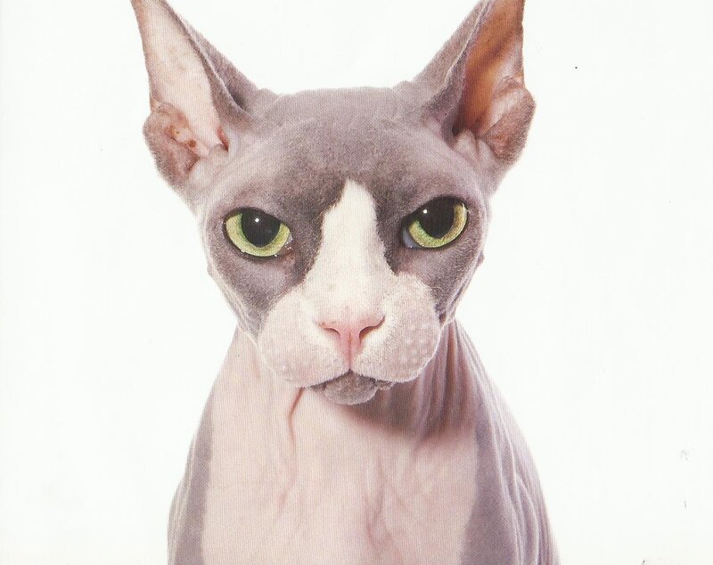 Hairless Cat with Green Eyes