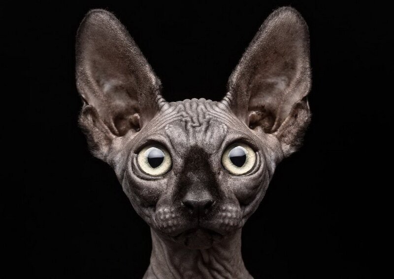 Hairless Cat with Large Ears