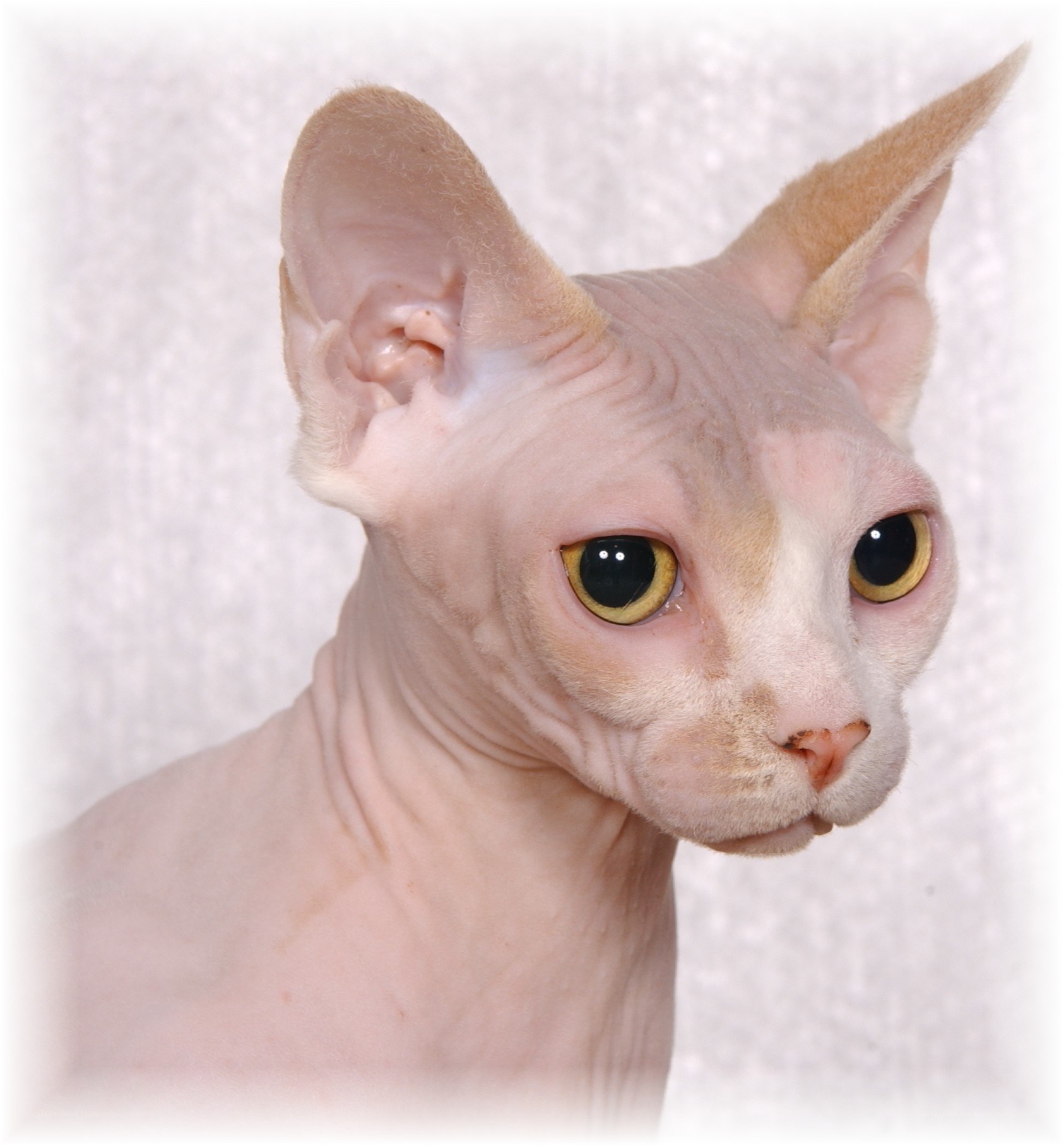 hairless cat with large eyes