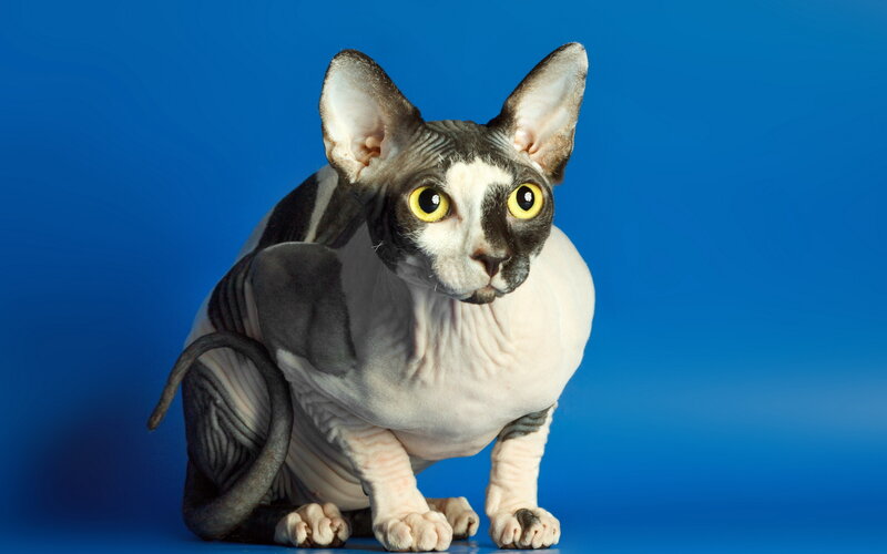 Hairless Cat with Yellow Eyes — Blue