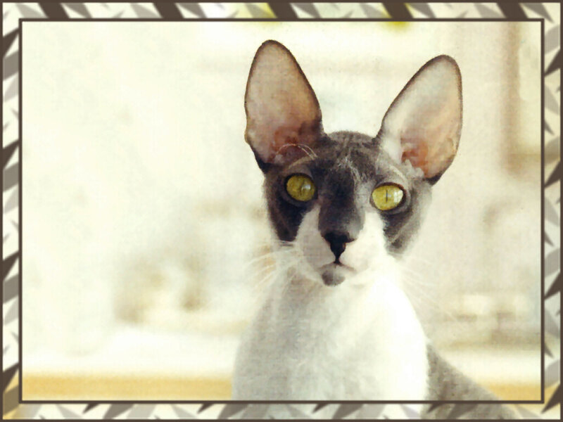 Hairless Cat with Yellow Eyes