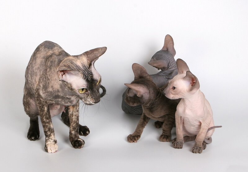 Hairless Cats in Studio