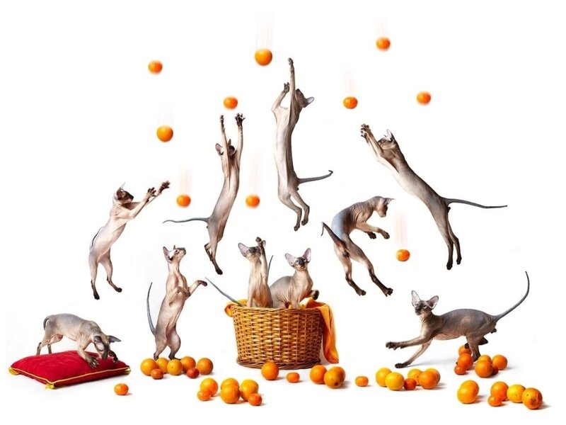 Hairless Cats Jumping