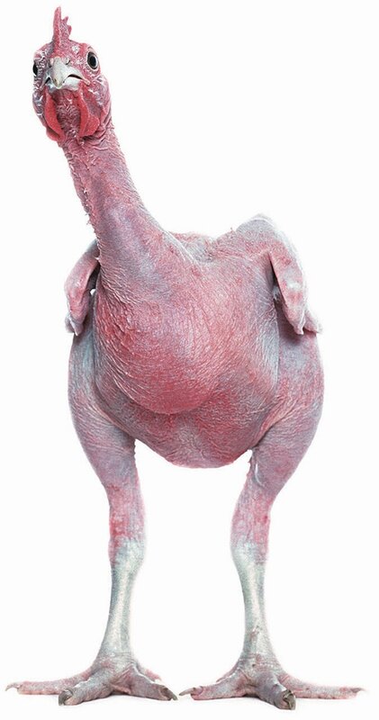 hairless chicken breed