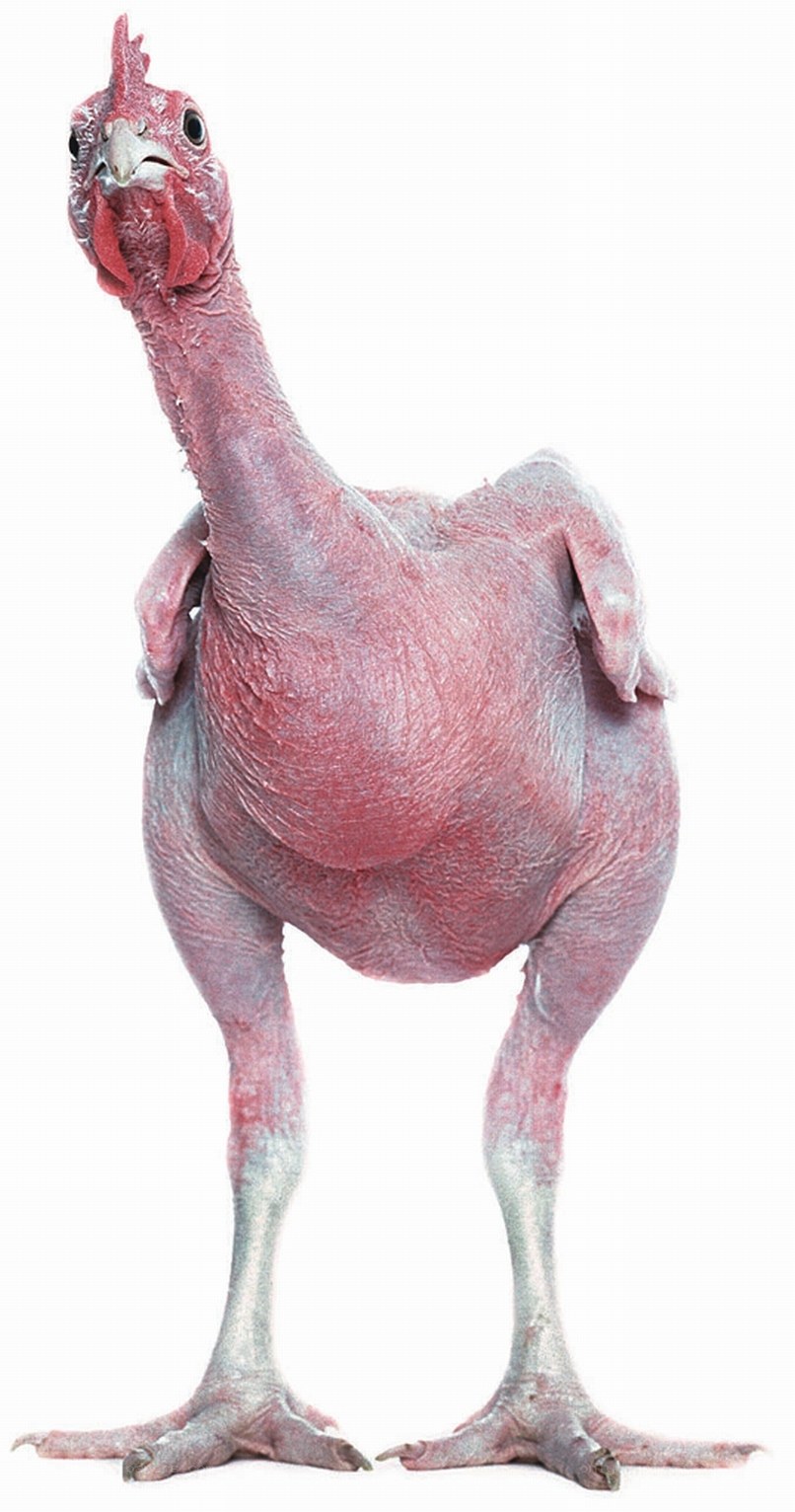 hairless chicken breed