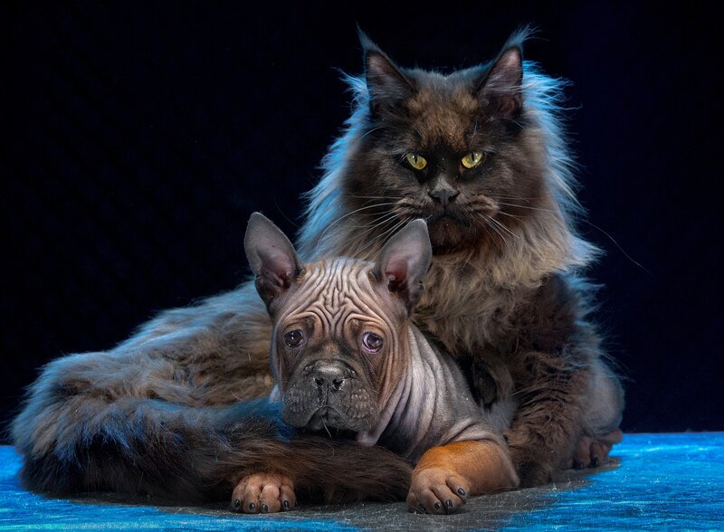 Hairless Dog with Cat