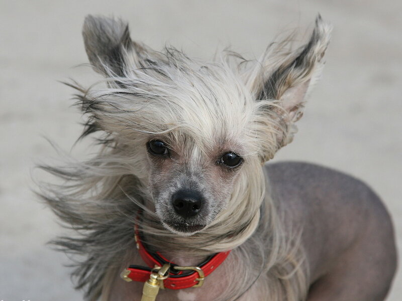 Hairless Dog with Long Hair