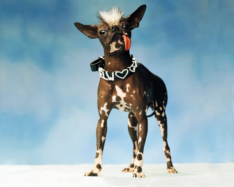Hairless Dog with Spotted Skin — Brown, Playful