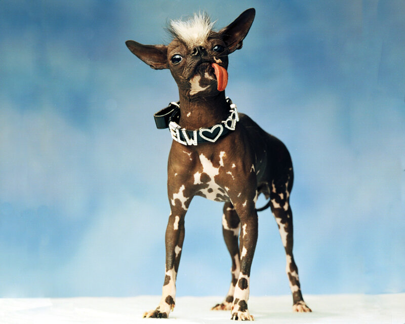 hairless dog with tongue out