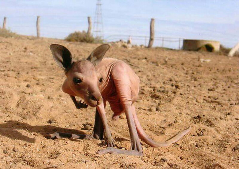 Hairless Kangaroo Joey