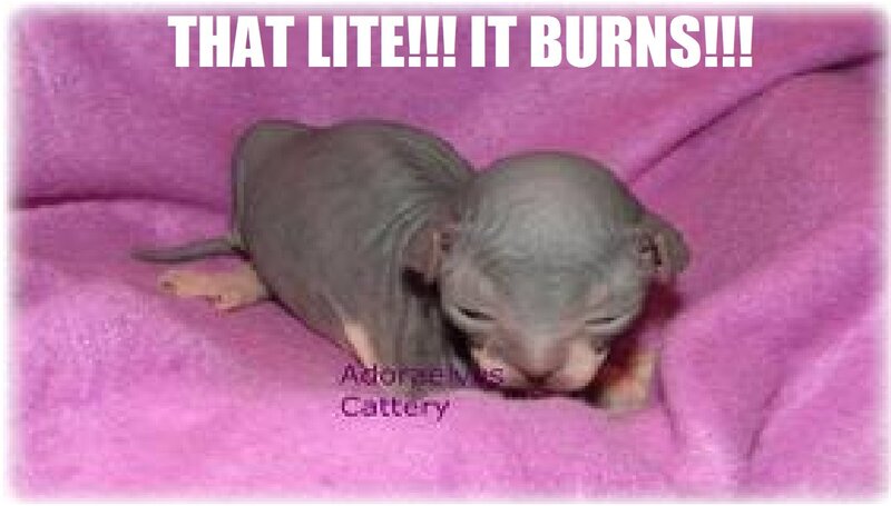 Hairless Kitten on Pink