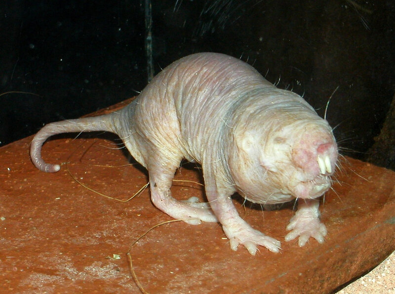 Hairless mole rat on rock
