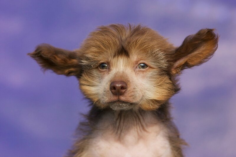 Hairless Puppy