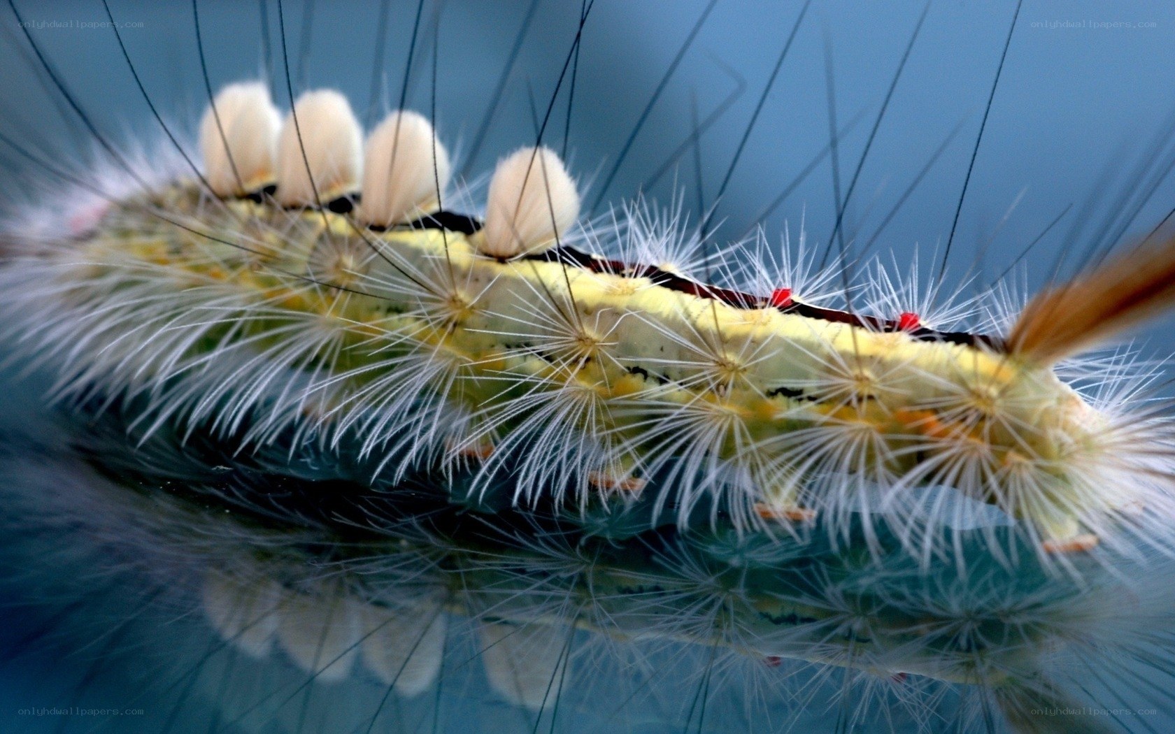 hairy caterpillar close-up