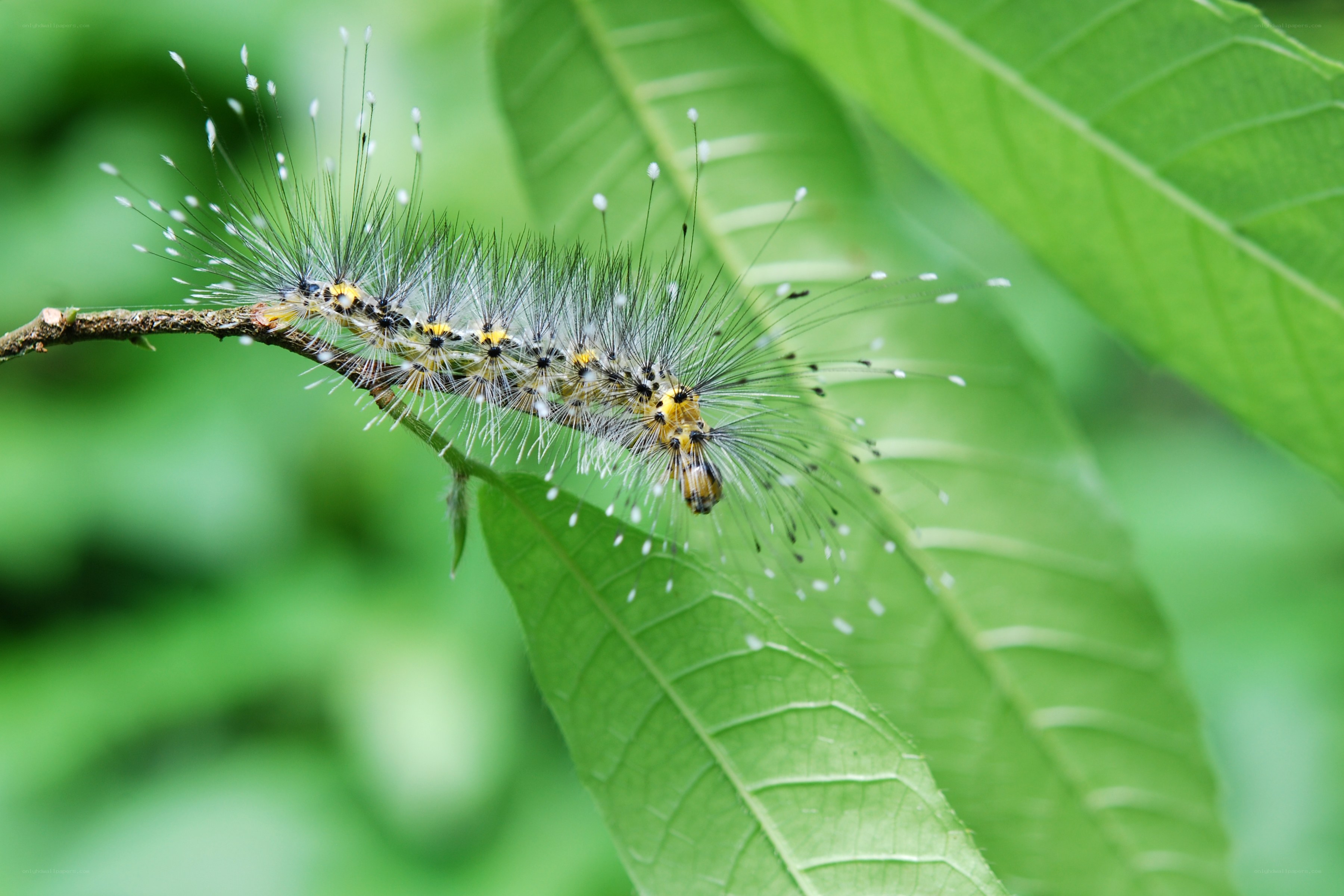 hairy caterpillar on a branch