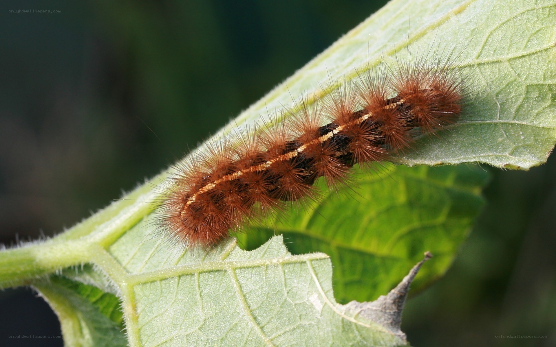 hairy caterpillar on a leaf