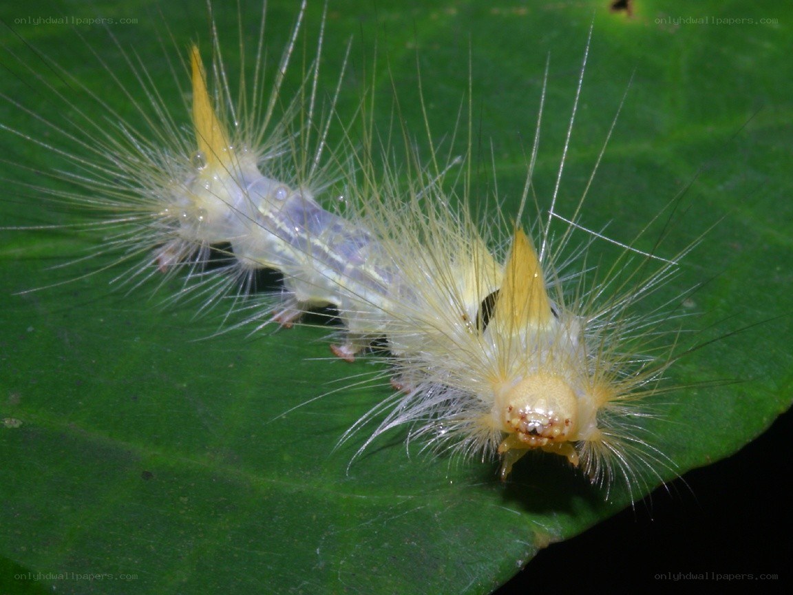 hairy caterpillar on a leaf