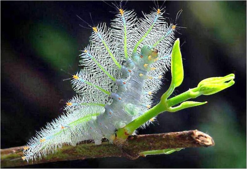 Hairy Caterpillar on Branch — Green