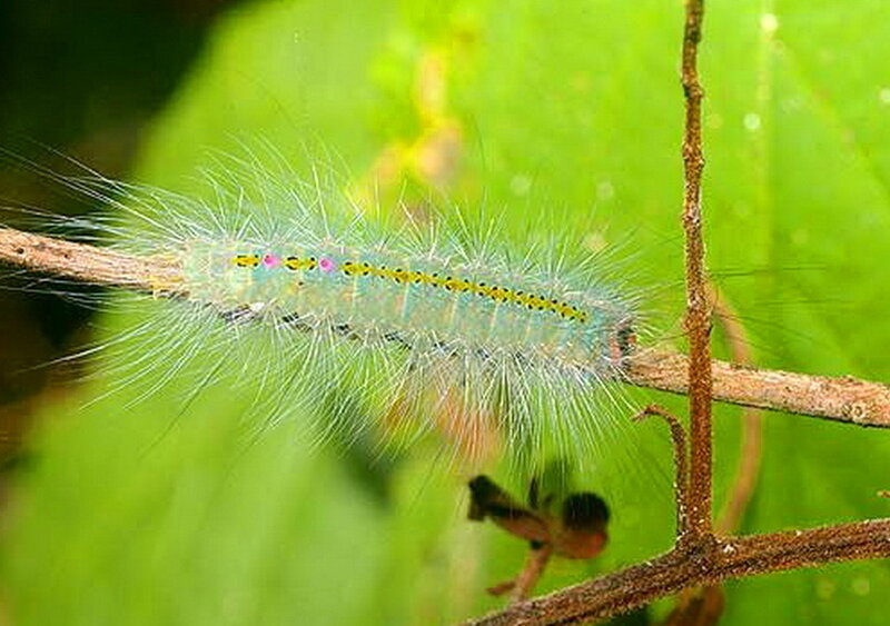 Hairy Caterpillar on Branch