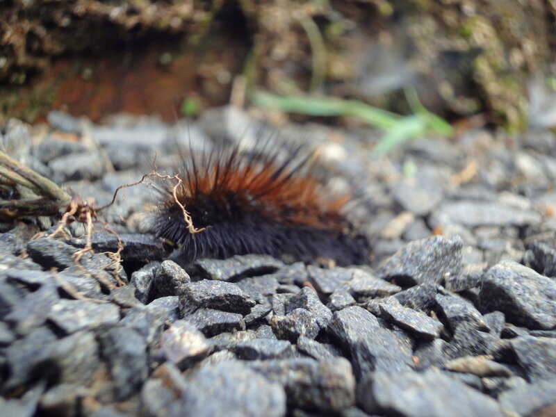 Hairy Caterpillar on Gravel