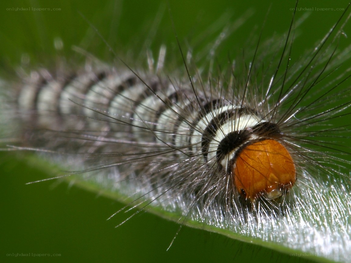 hairy caterpillar on leaf