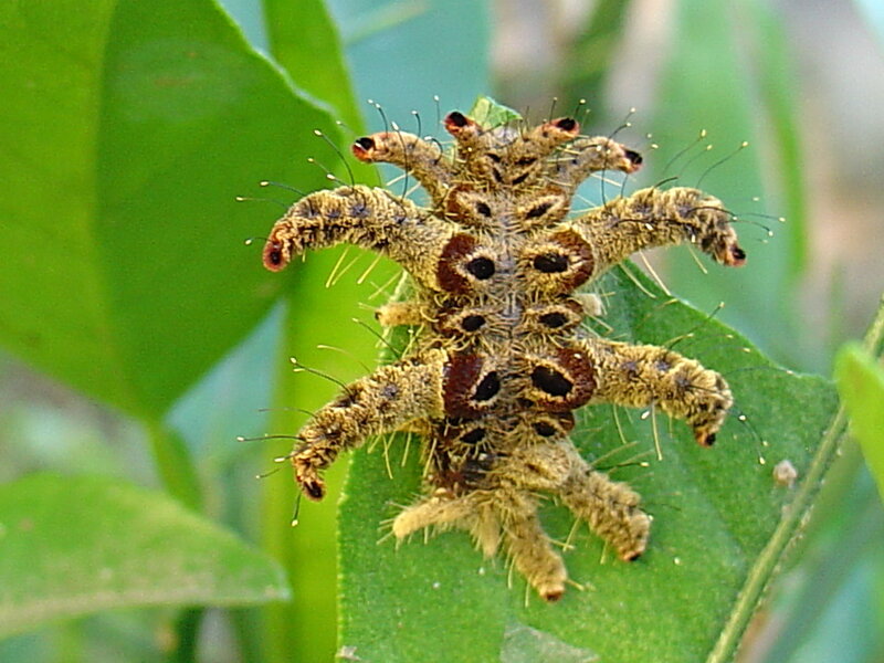 hairy caterpillar on leaf