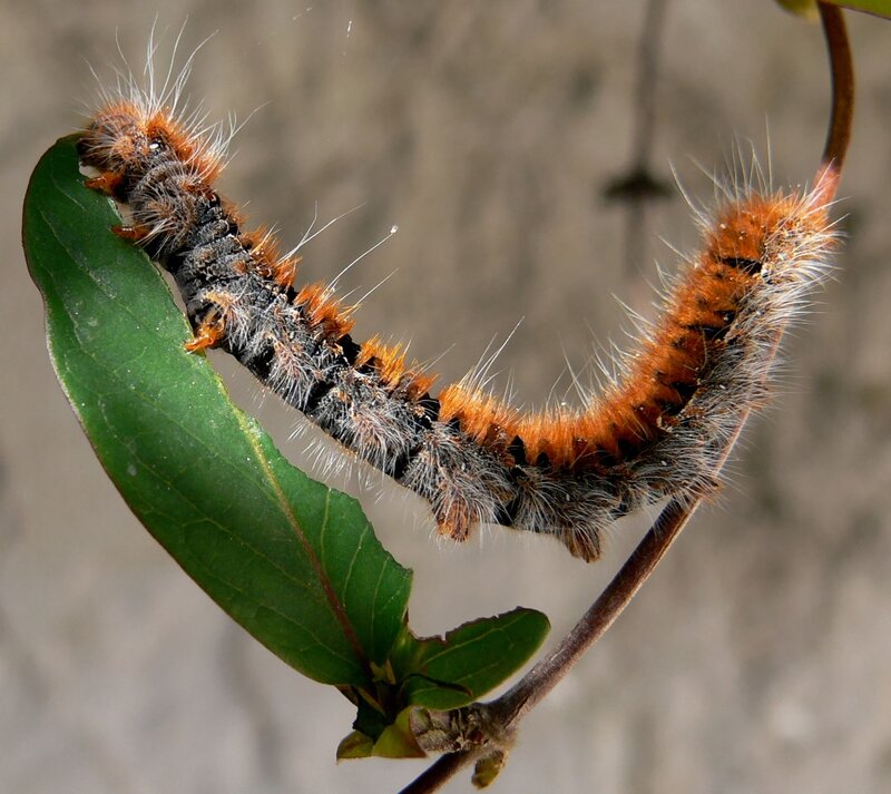 Hairy Caterpillar on Leaf — Green, Natural