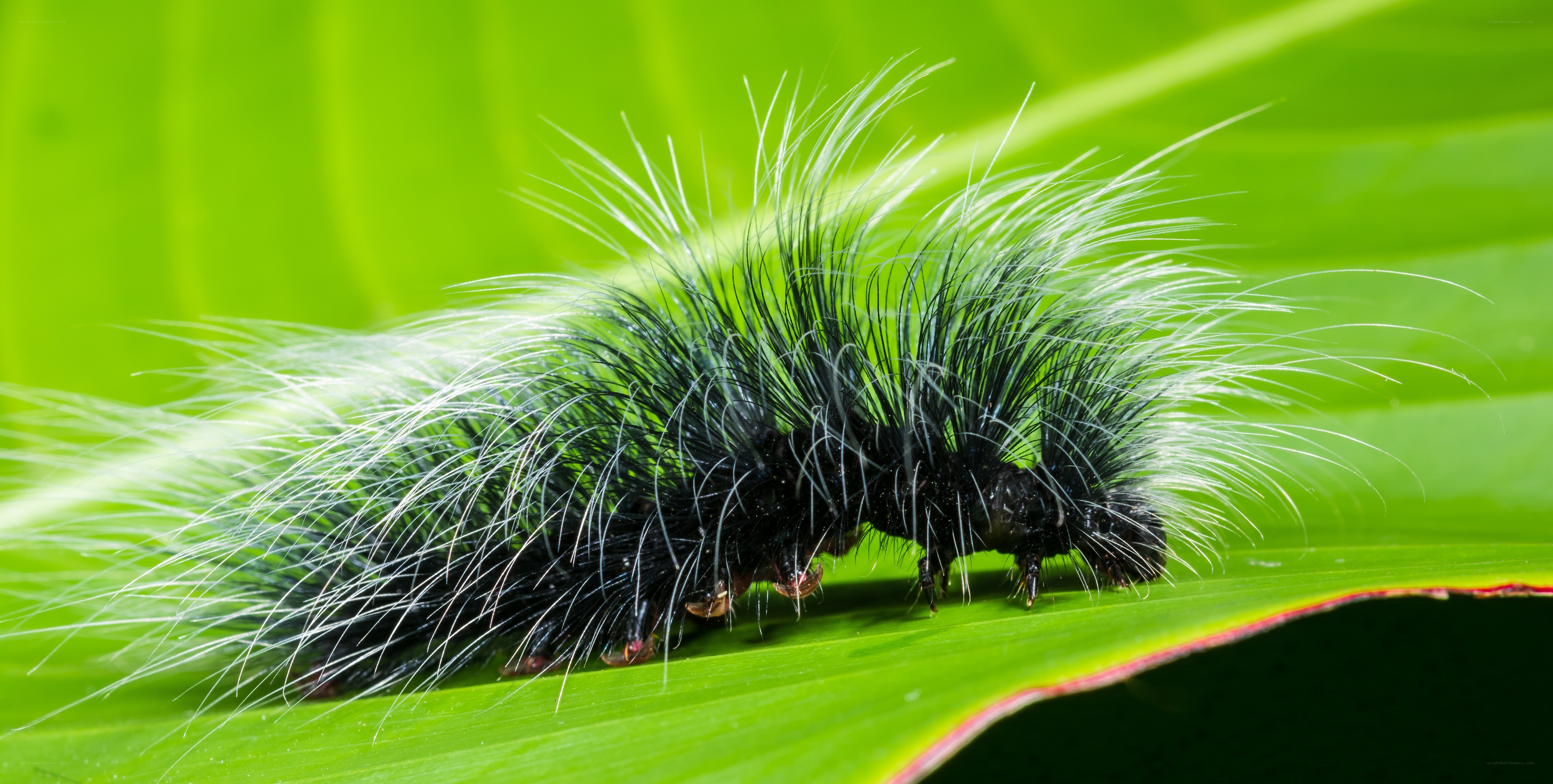 hairy caterpillar on leaf