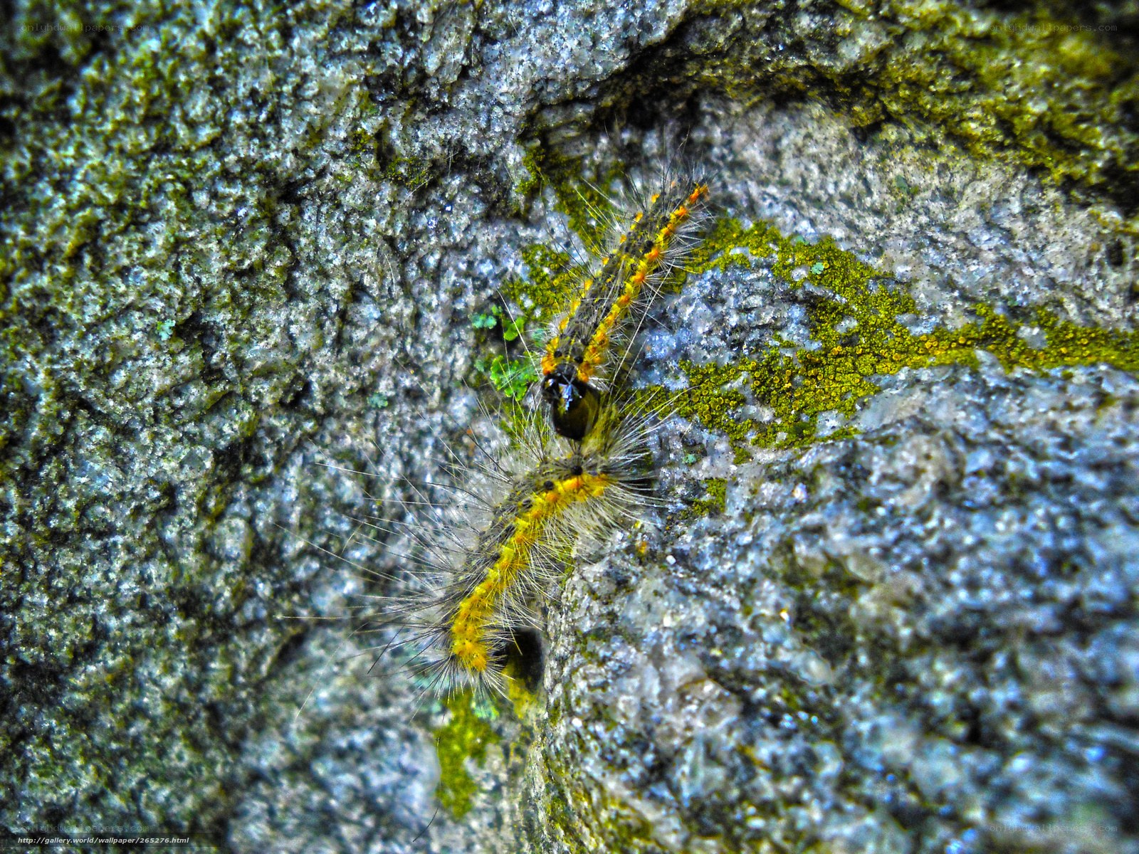 hairy caterpillar on rock