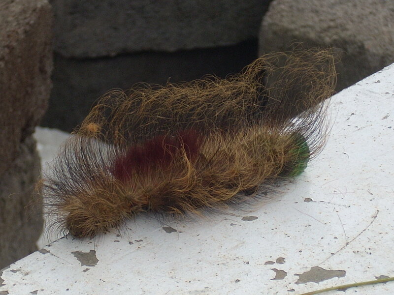 Hairy Caterpillar