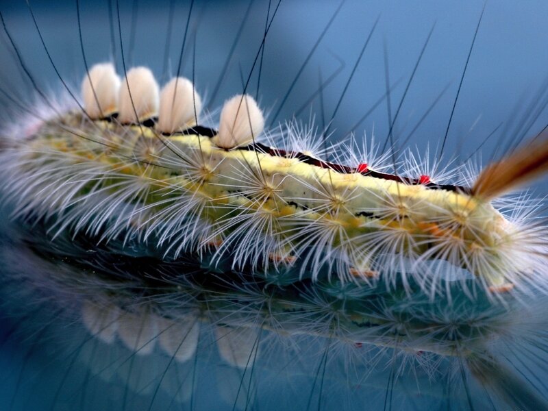 Hairy Caterpillar — Yellow