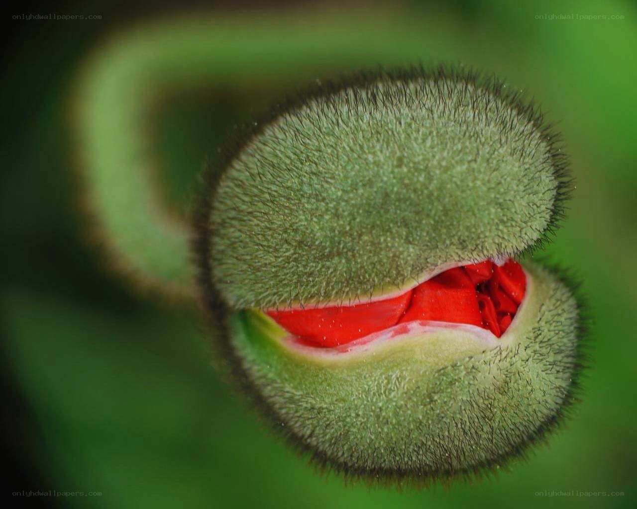 hairy green flower bud