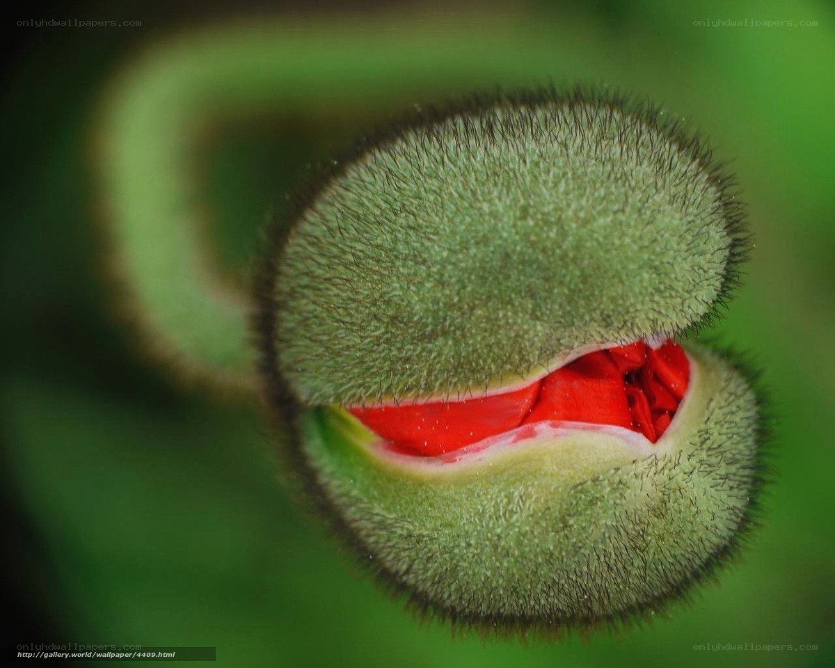 hairy green flower bud