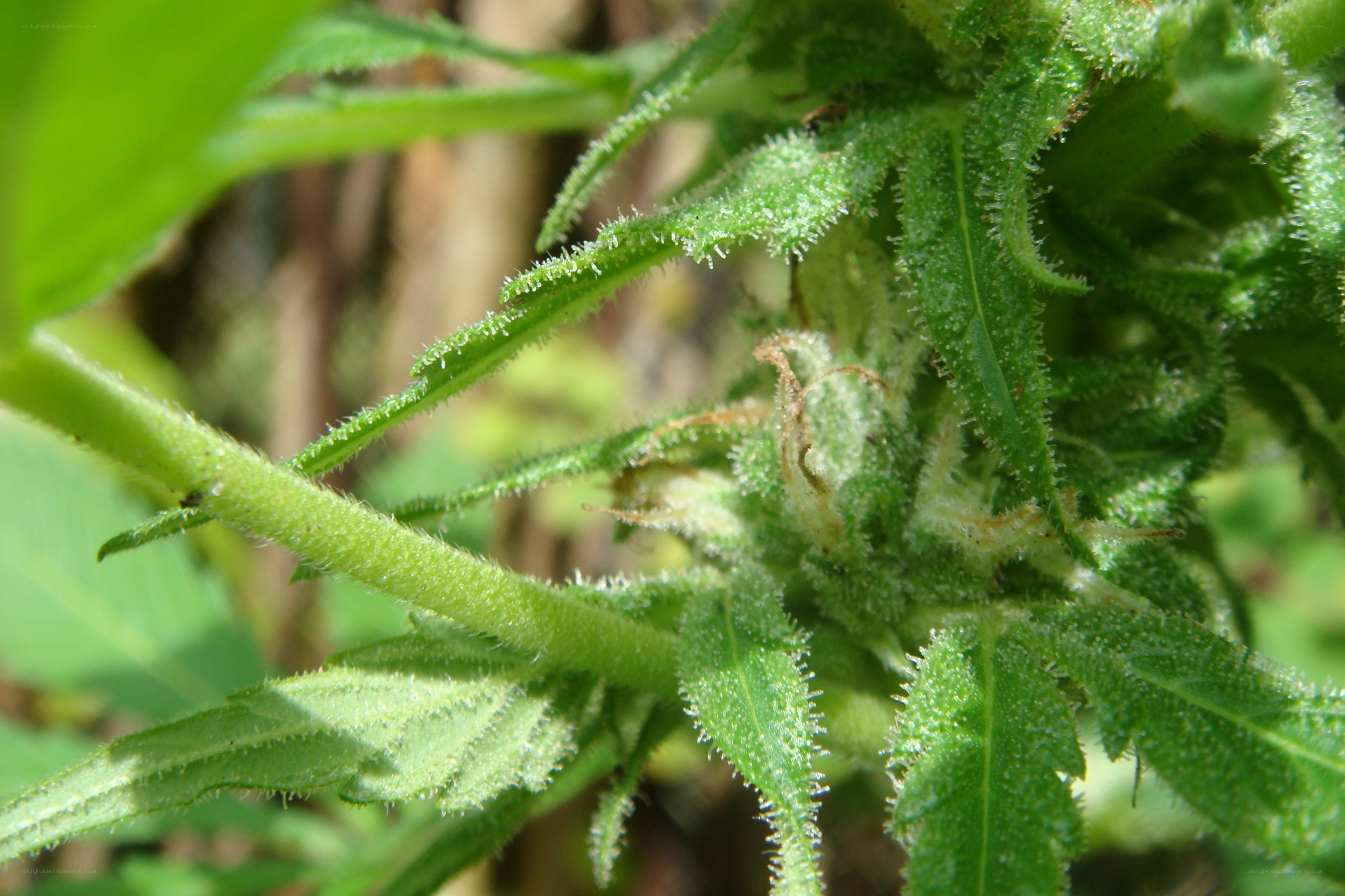 hairy green plant stem
