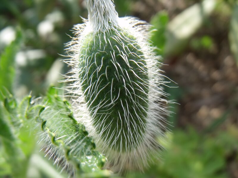 hairy green poppy bud