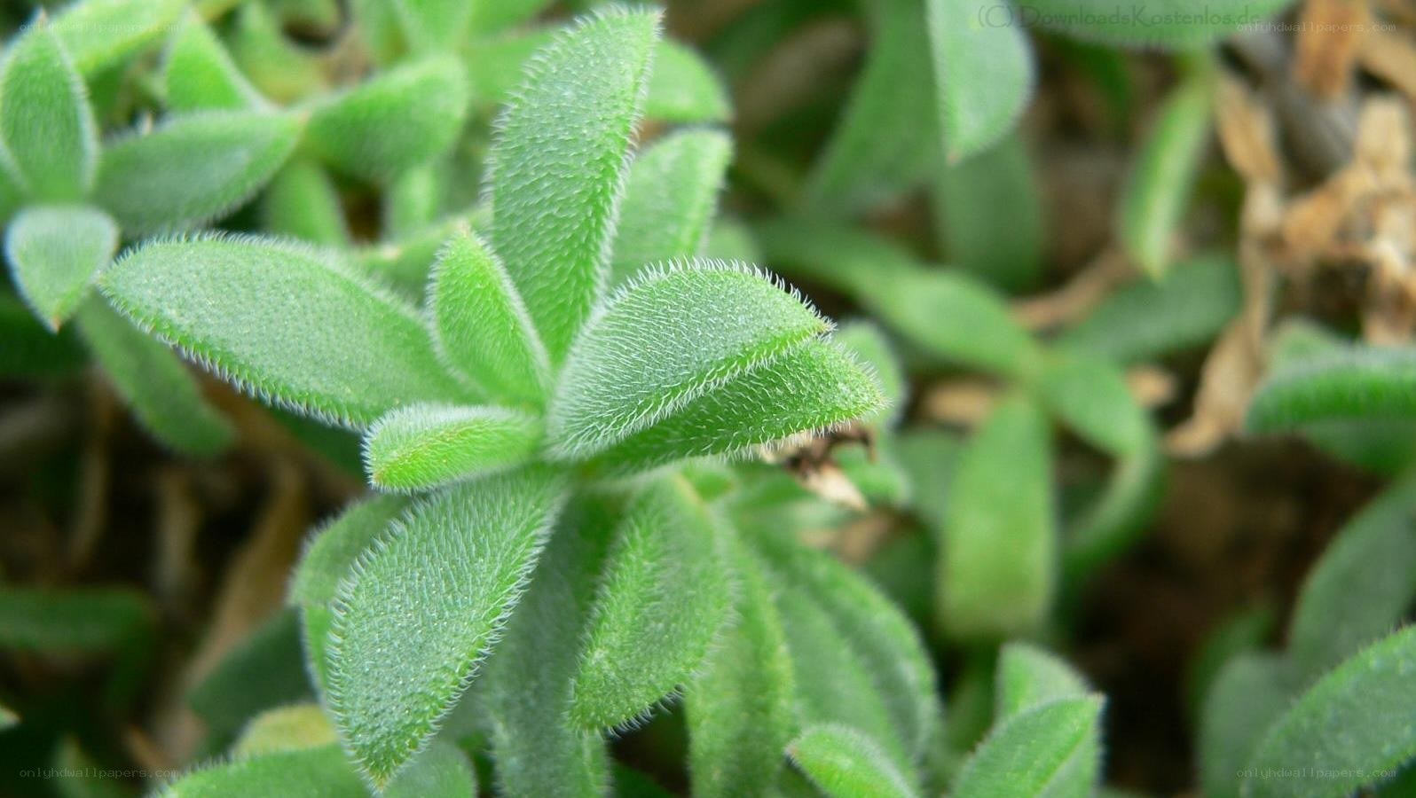 hairy green succulent leaves