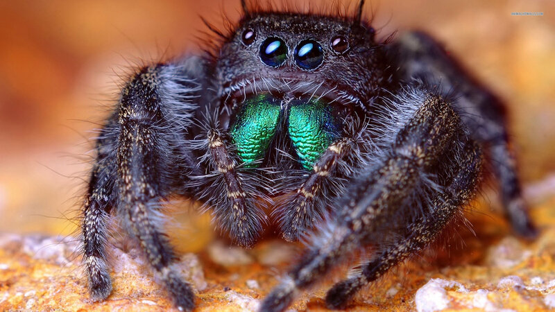 Hairy Jumping Spider — Black