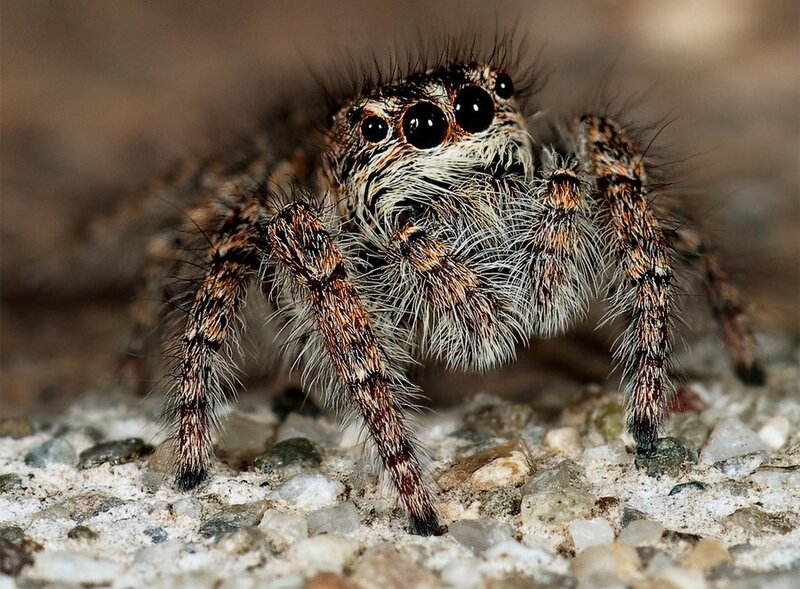 Hairy Jumping Spider — Brown