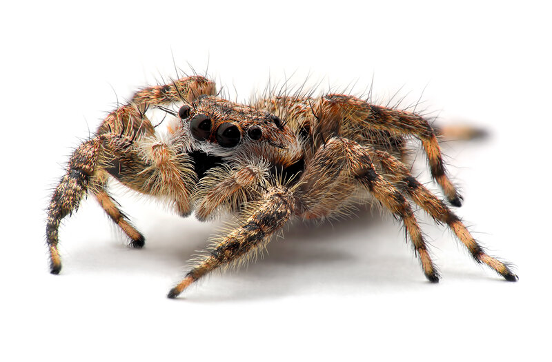 hairy jumping spider
