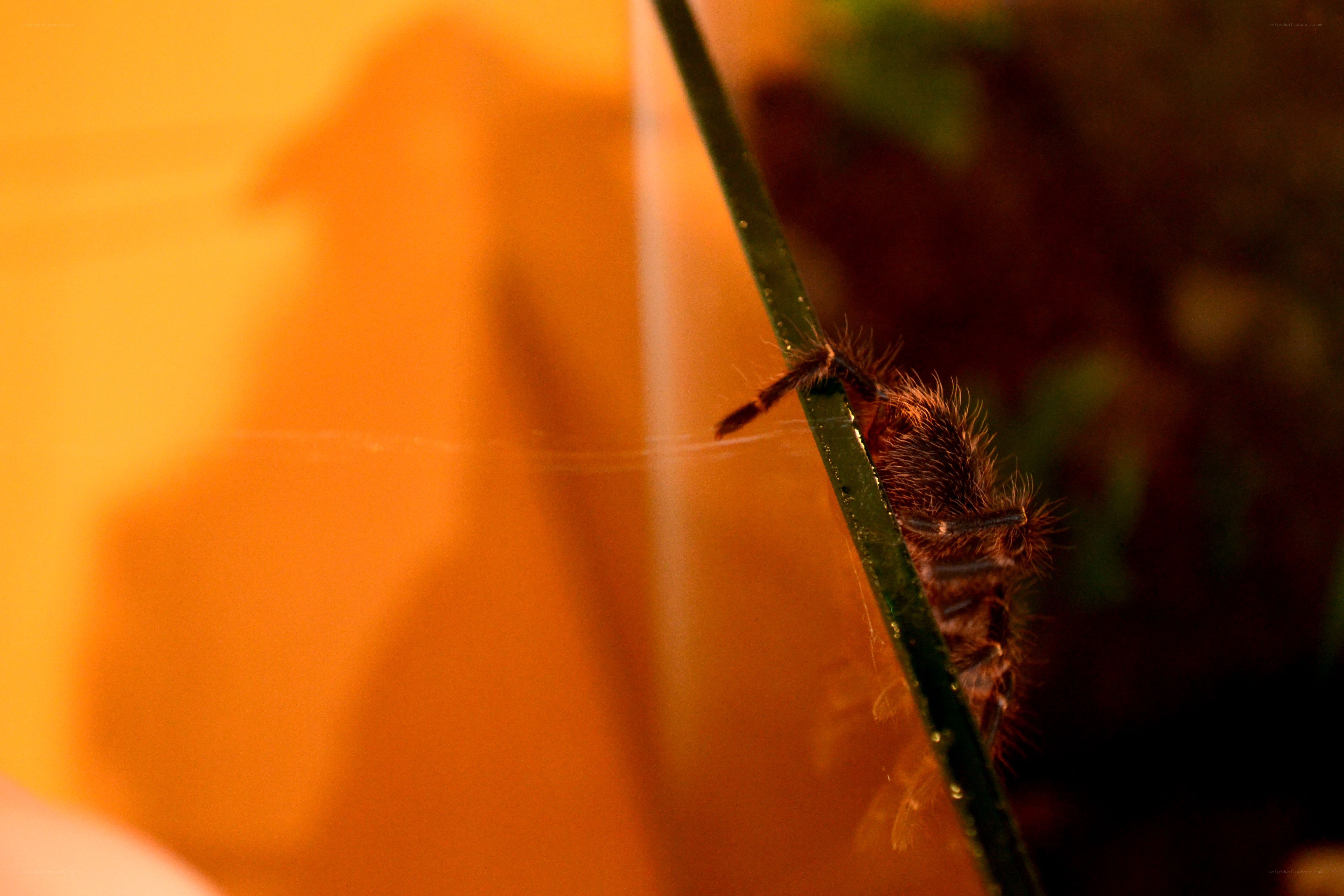 hairy spider on glass