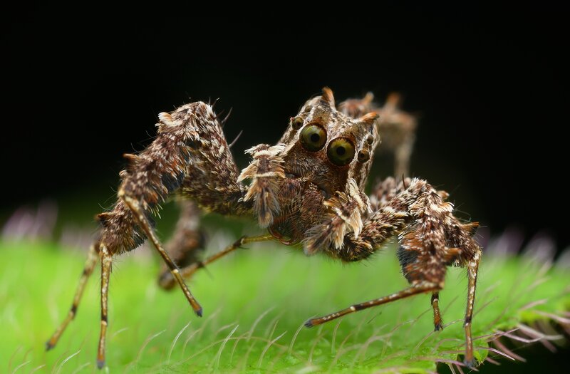 Hairy Spider on Leaf
