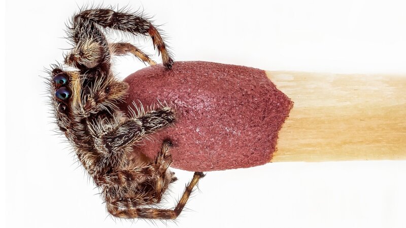 Hairy Spider on Match