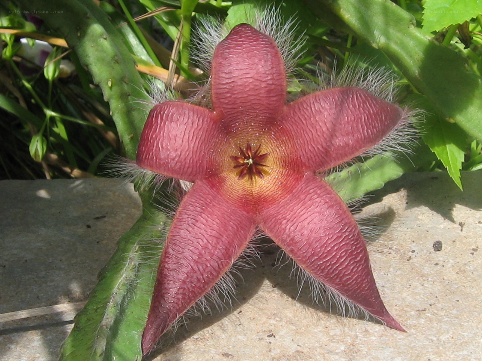 Hairy star-shaped flower