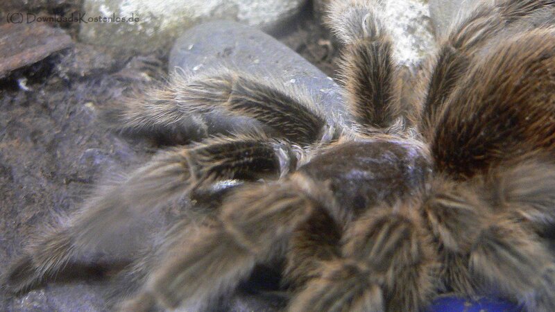 hairy tarantula close-up