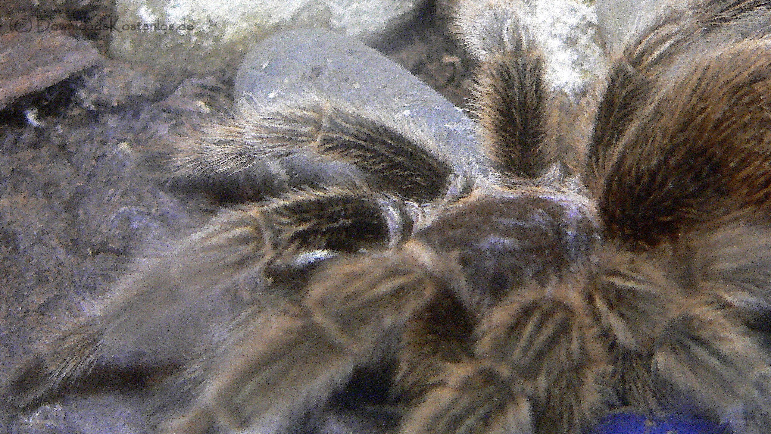 hairy tarantula close-up